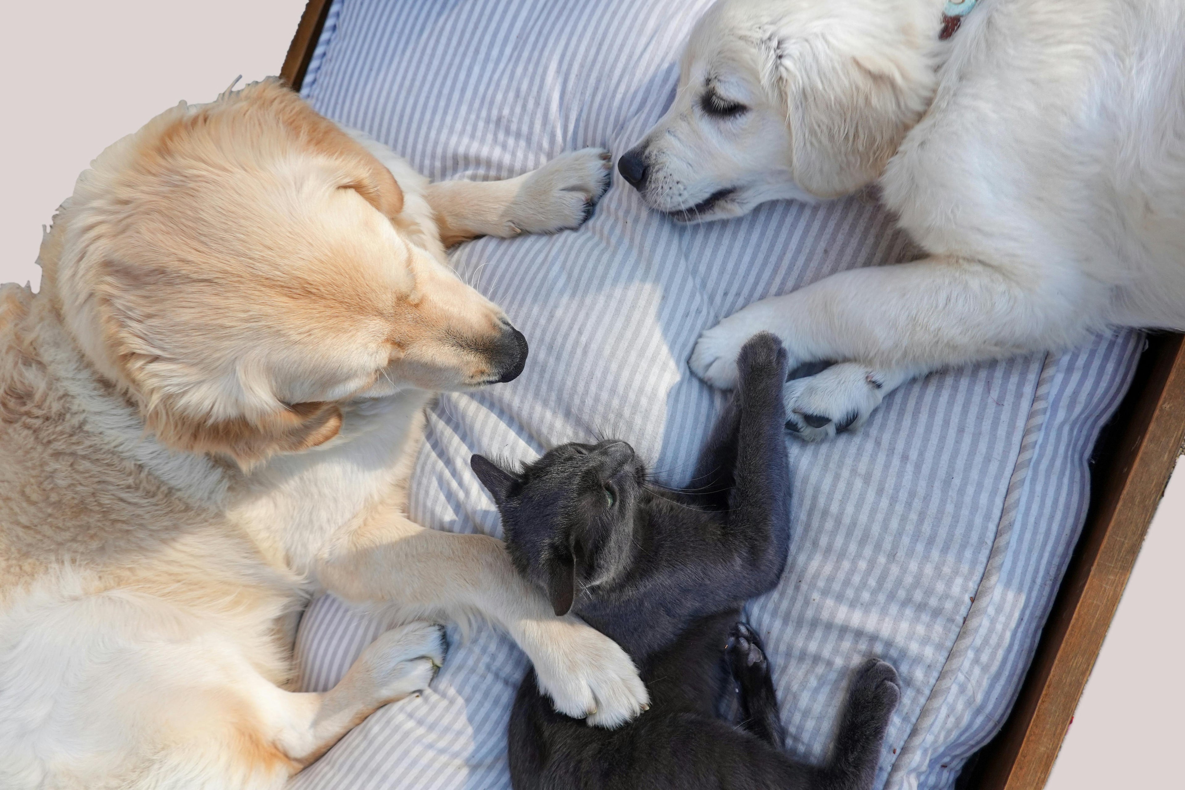Compagnons