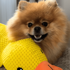 Canard Zen™ – Le jouet apaisant pour chien qui réduit stress et anxiété